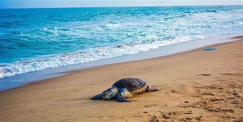 9 Best Beaches in Pondicherry For A Perfect Getaway