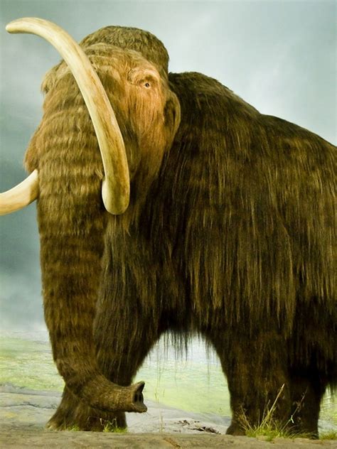 Woolly Mammoth: History, Facts, Size, Habitat, Classification & Much More - Animals Name