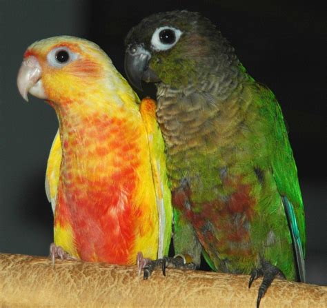 Gorgeous Red-faced "Suncheek" Conure mutation next to a normal Green ...