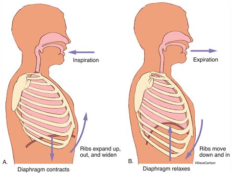 Breathing Mechanics - Lungs, Ribcage, Diaphragm | Image License | Carlson Stock Art