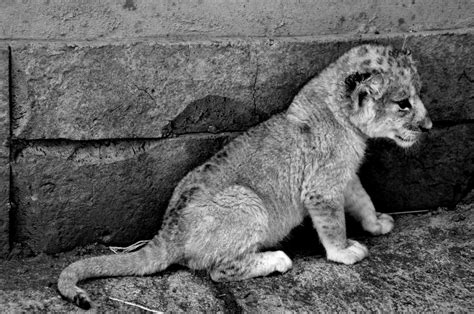 Black And White Lion Cub Free Stock Photo - Public Domain Pictures