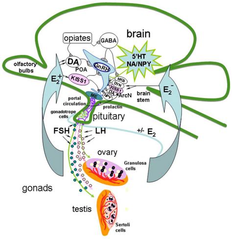 Mechanisms of Reciprocal Regulation of Gonadotropin-Releasing Hormone (GnRH)-Producing and ...