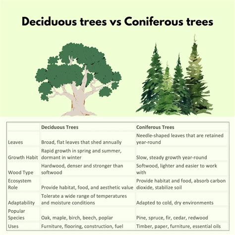 Deciduous Vs Coniferous: Key Differences And Characteristics - [Updated June 2024 ]