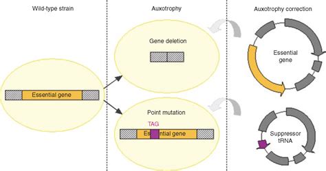 New Generation of Plasmid Backbones Devoid of Antibiotic Resistance Marker for Gene Therapy ...