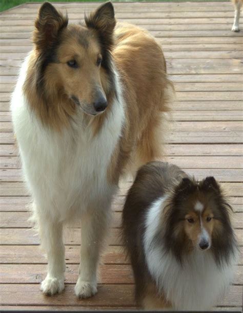 Collie and Sheltie...Almost looks like my babies, but they're both shelties. Dogs And Puppies ...