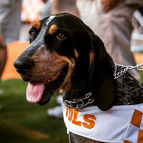 Bluetick Coonhound mascot Smokey | National puppy day, Bluetick ...