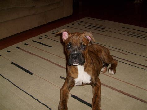 Cropped ears - Boxer Forum : Boxer Breed Dog Forums