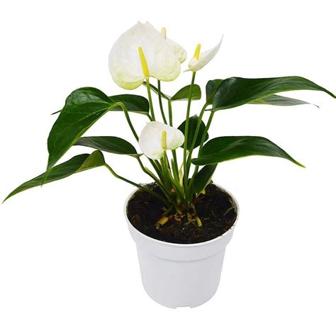 White Anthurium Plant - Etsy