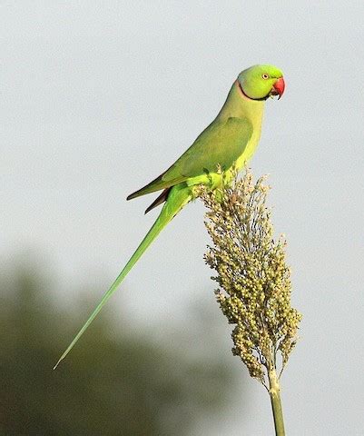 Rose-ringed Parakeet – birdfinding.info