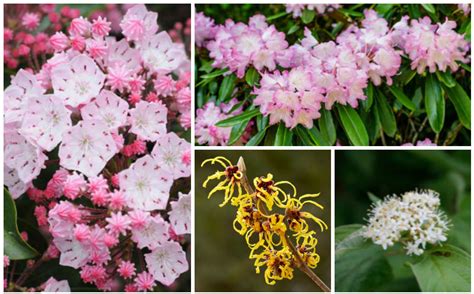 Fast Growing Flowering Shrubs Zone 5 / Butterfly Bush (Zone 5 9 ) is a fast grower with droopy ...