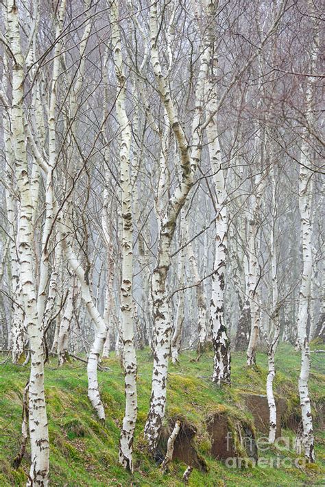 White woods tall Silver birch forest Photograph by Richard Thomas