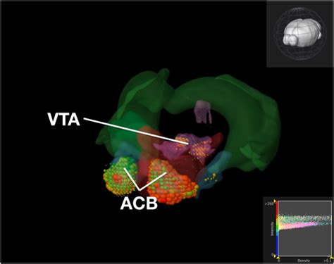 Expression of Dopamine Receptor Genes in Brain Structures Associated ...