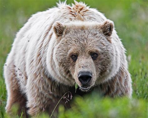 Banff grizzly attack victims identified as outdoorsy couple