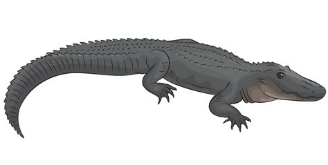 Alligator clipart american pictures on Cliparts Pub 2020! 🔝