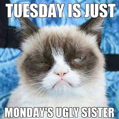 15 Happy Tuesday Memes - Best Funny Tuesday Memes | Grumpy cat humor, Funny memes about work ...