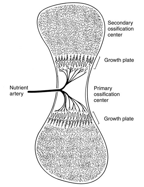 Bone Formation - Orthogate Press