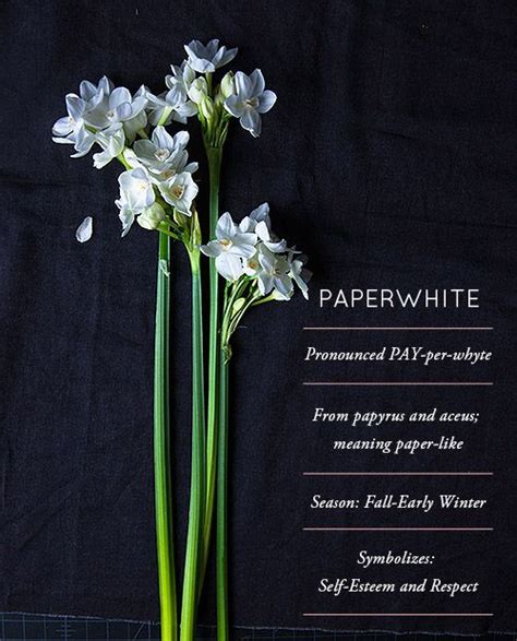 Flower Glossary: Paperwhite | Types of flowers, Flower meanings, Beautiful flowers