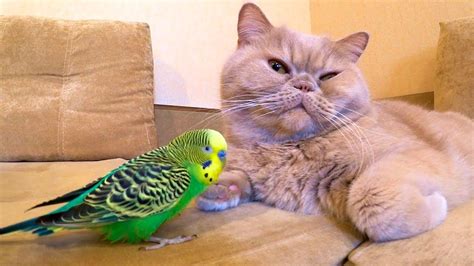 Cat loves and is friends with the bird. Funny animals😍 - YouTube