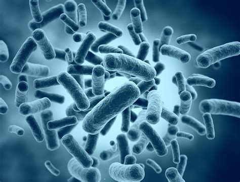 Bacteroidetes: ¿bacterias que te hacen adelgazar? | BIOMES