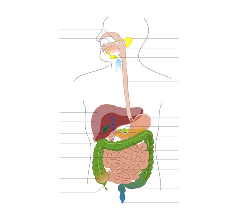 Fichier:Digestive system diagram no labels arrows.svg — Wiktionnaire, le dictionnaire libre