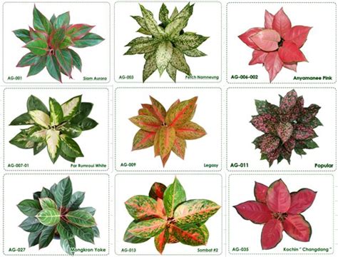 111 best Chinese Evergreen Plants-Aglaonema images on Pinterest ...