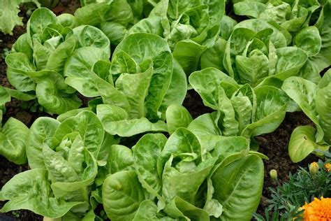 Little Gem Lettuce Seeds — San Diego Seed Company