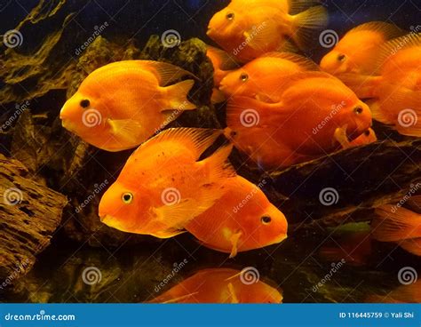 Tropical Blood Parrot Fish stock image. Image of tank - 116445759