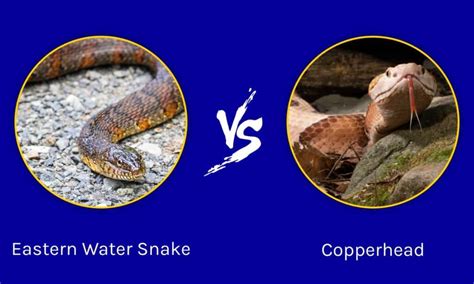 Copperhead vs. Eastern Water Snake: What are the Differences? - Wiki Point