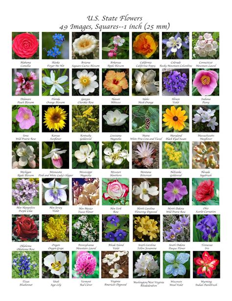 Images by the Book: Free Friday Download: United States Flowers