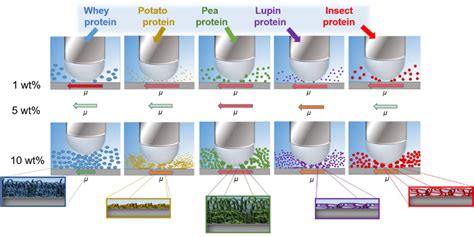 New paper on oral tribology of alternative proteins published in Food ...