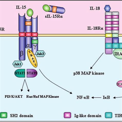 (PDF) Signalling, inflammation and arthritis: Crossed signals: The role ...