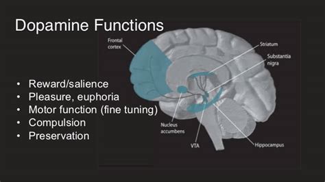 Why Do People With ADHD Crave Dopamine? ~ ADHD Boss