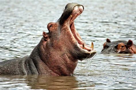 13 of the Dirtiest Animals in the World (Pictures) - Wildlife Informer