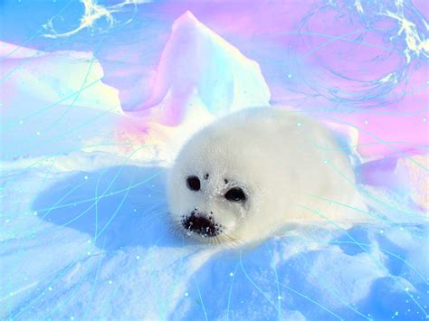 Pics For > Cute Baby Seals Wallpaper | Baby seal, Cute seals, Seal pup