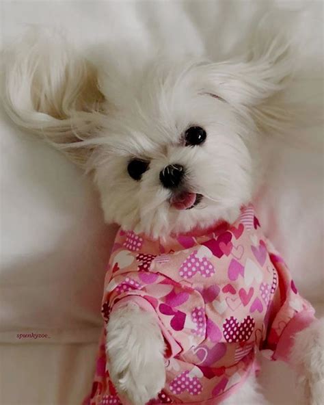 Ghim của dogmylove trên Maltese