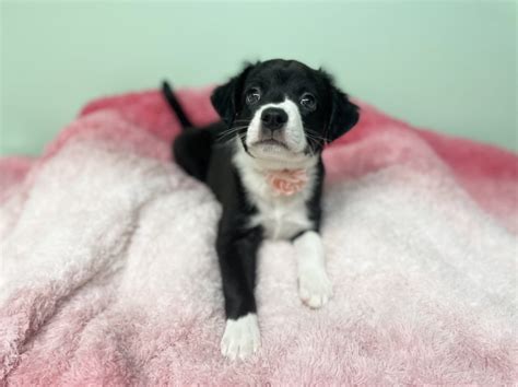 Dog for adoption - Quinnie, a Border Collie & Cocker Spaniel Mix in Covington, LA | Petfinder