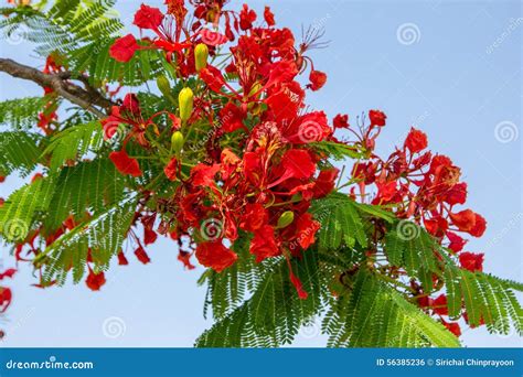 Flamboyant Tree Stock Images - 1,840 Photos