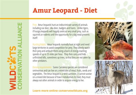 Amur Leopard Facts - WildCats Conservation Alliance