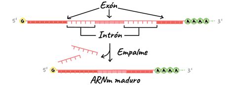 Los mecanismos de regulación génica en euc...- Mind Map