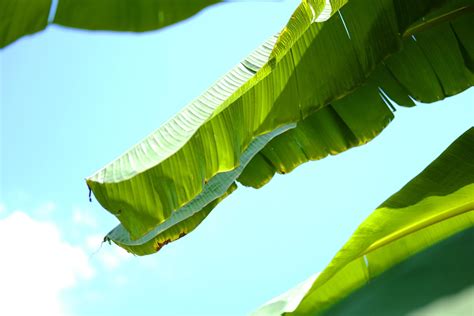 Green banana leaf backlight with sunlight and blue sky in Garden ...