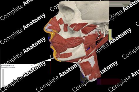 Mentalis Muscle | Complete Anatomy