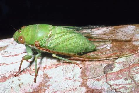 Wasps That Lay Eggs in Cicadas | Animals - mom.me