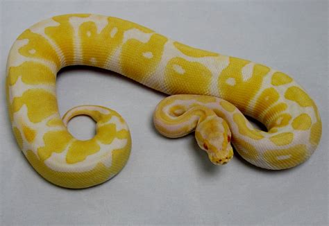 Ball Python, Albino Female 2013 - Twin Cities Reptiles