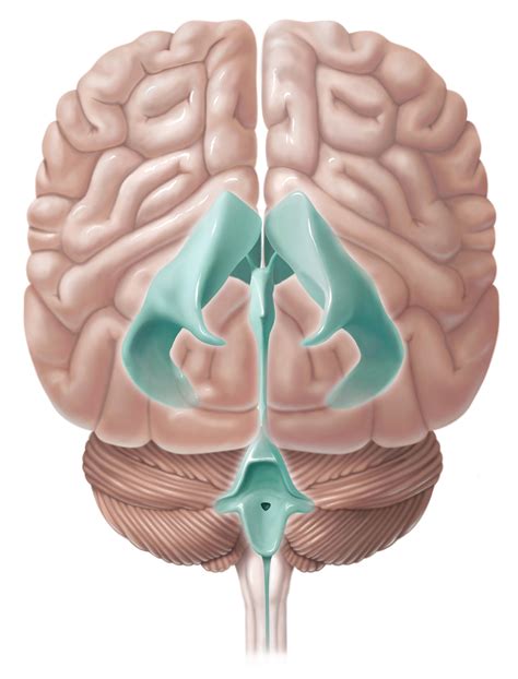 Anatomic: Brain Ventricles | Evelyn Lockhart