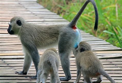 Two Juvenile Vervet Monkeys Free Stock Photo - Public Domain Pictures