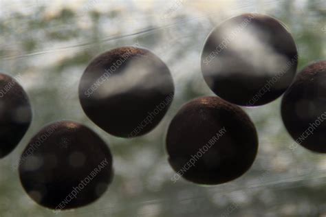 Toad eggs - Stock Image - C010/9340 - Science Photo Library