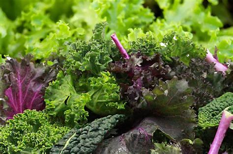 Loose Leaf Lettuce Varieties – Growing Your Own Greens – Amaze Vege Garden