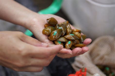 America's Imperiled Freshwater Mussels - JSTOR Daily