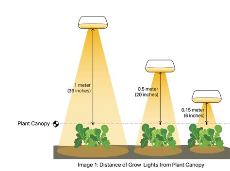 LED Grow Lights Distance for Cannabis & Other Plants - BIOS Lighting (2024)
