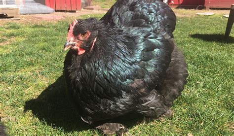 Cochin Chicken Breed Profile - Farmhouse Guide